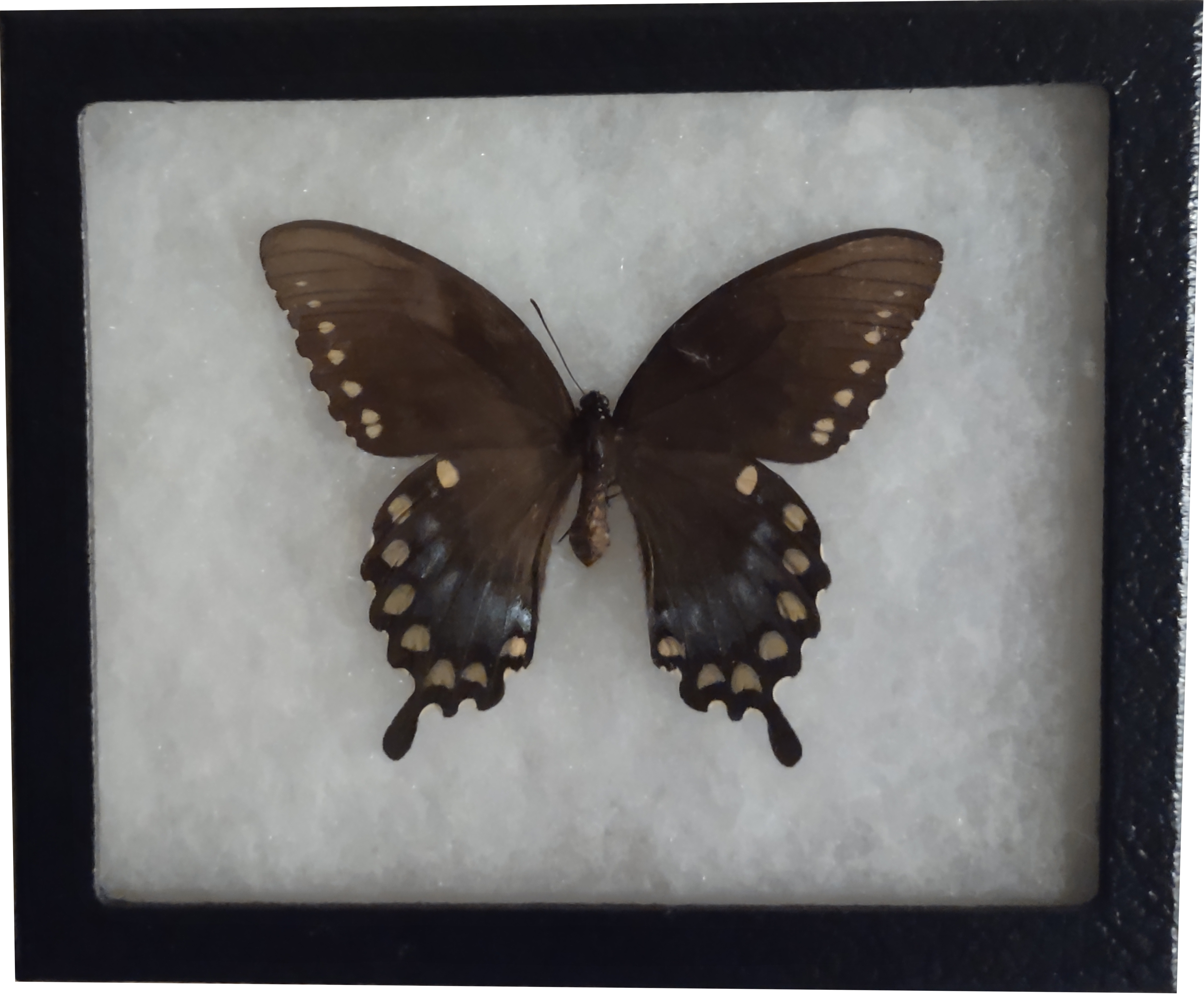 mounted butterfly