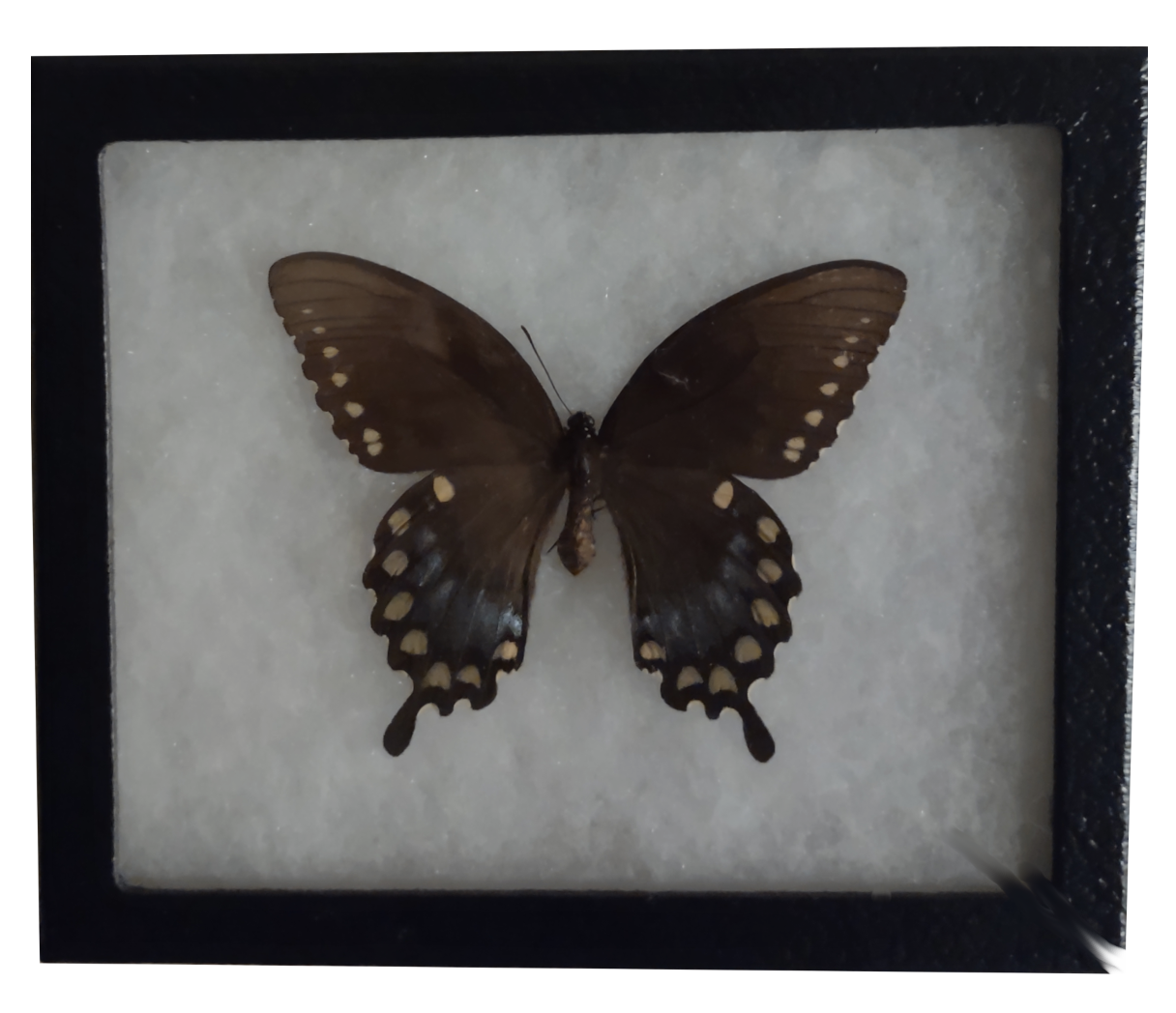 still butterfly