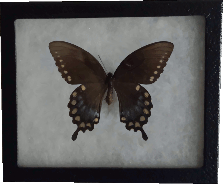 animated butterfly