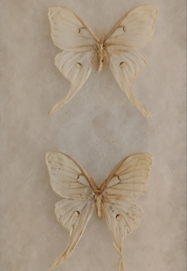faded male luna moths