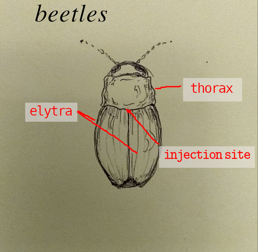 beetle injection