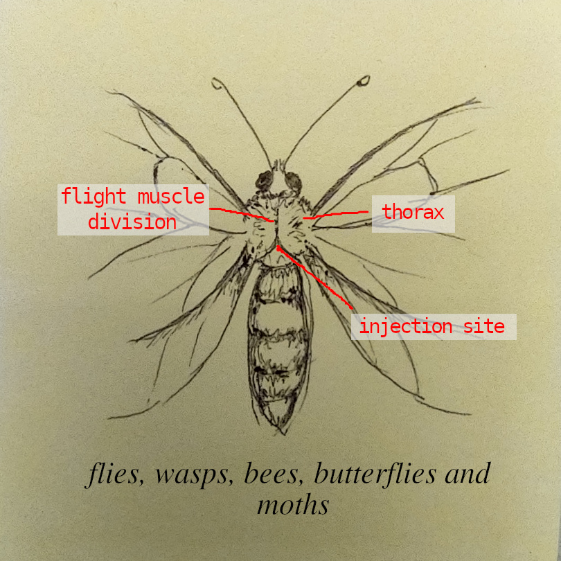 butterfly etc injection