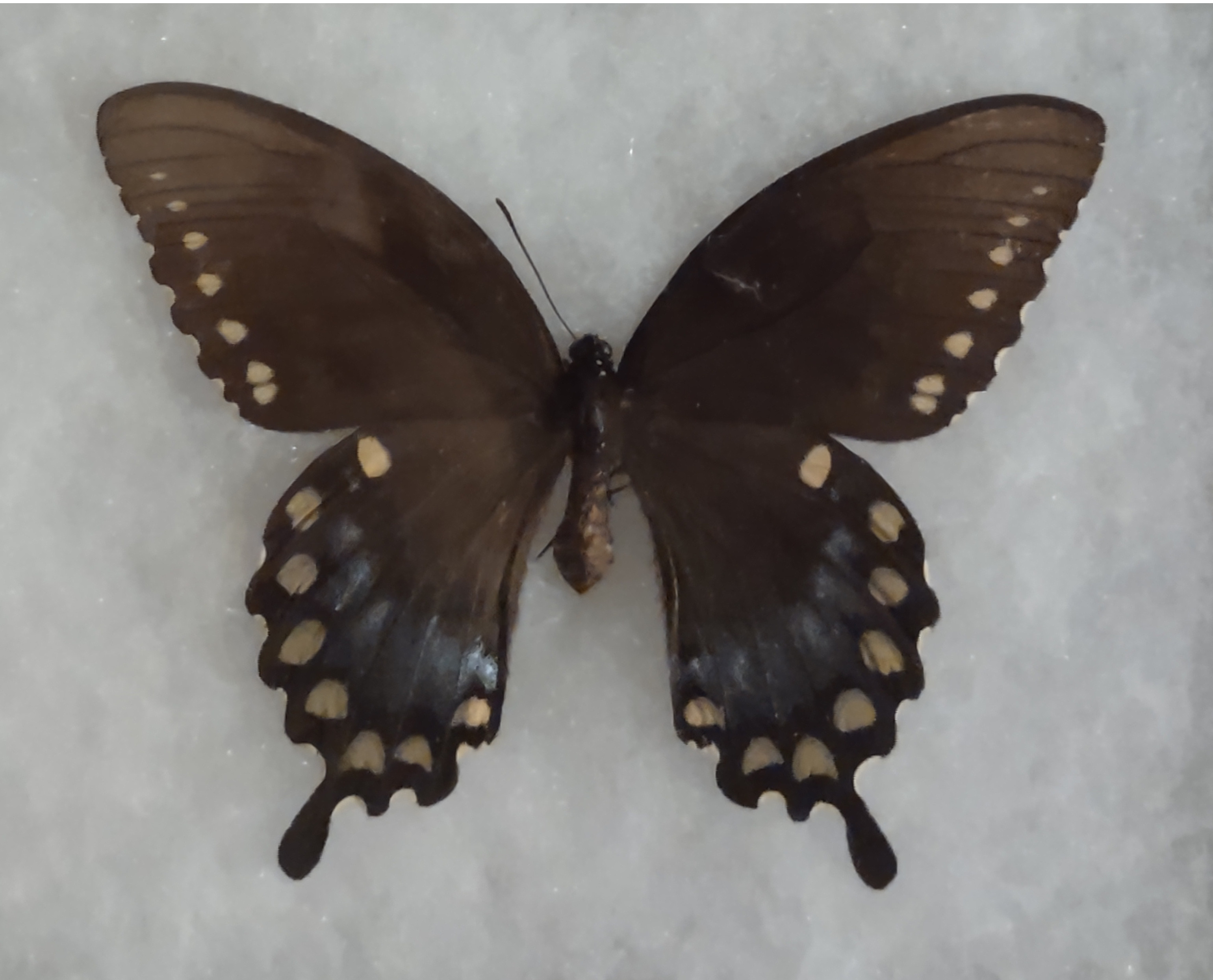 spicebush swallowtail