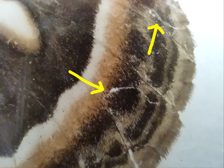 closeup of wing repair