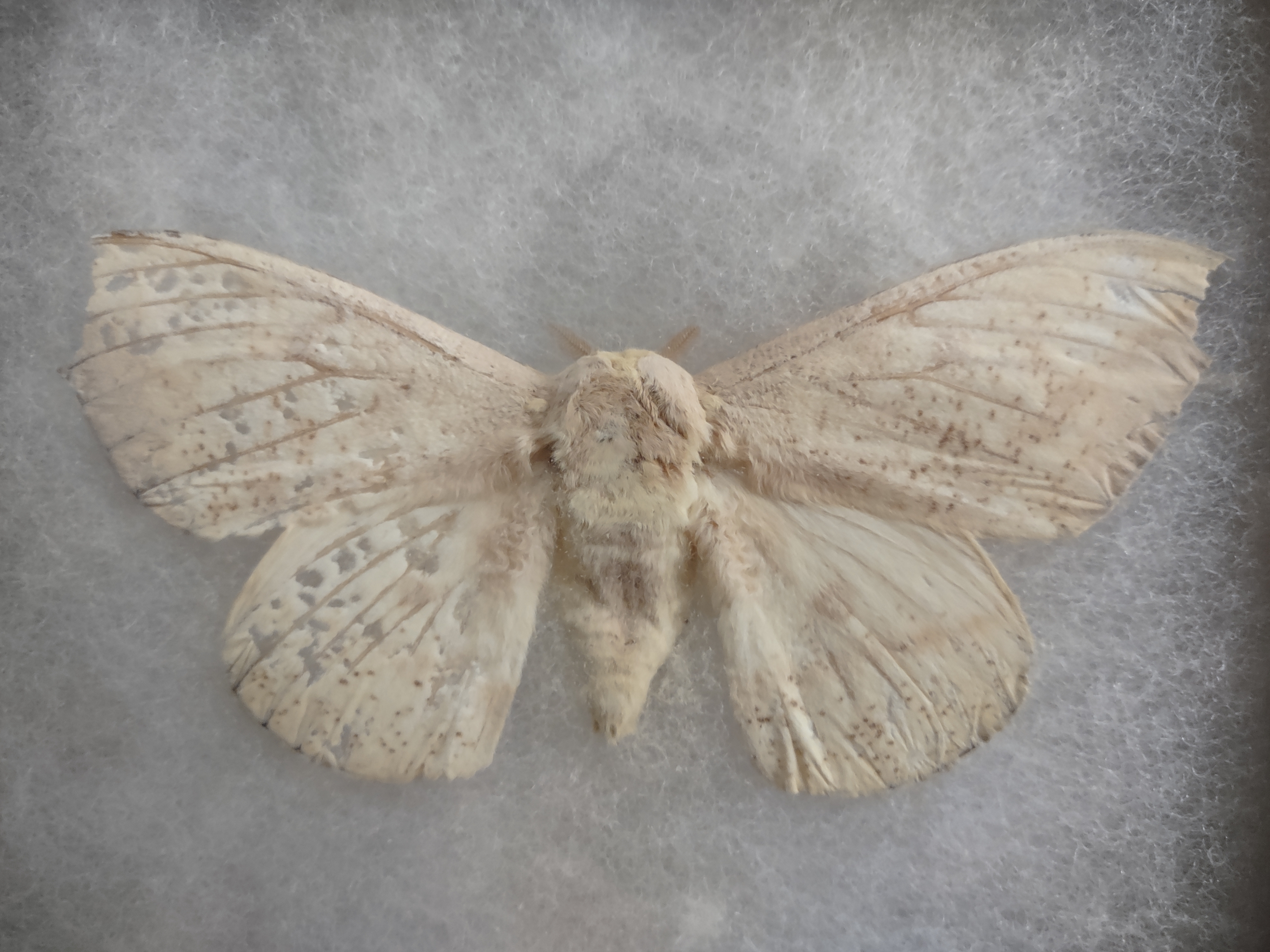 imperial moth