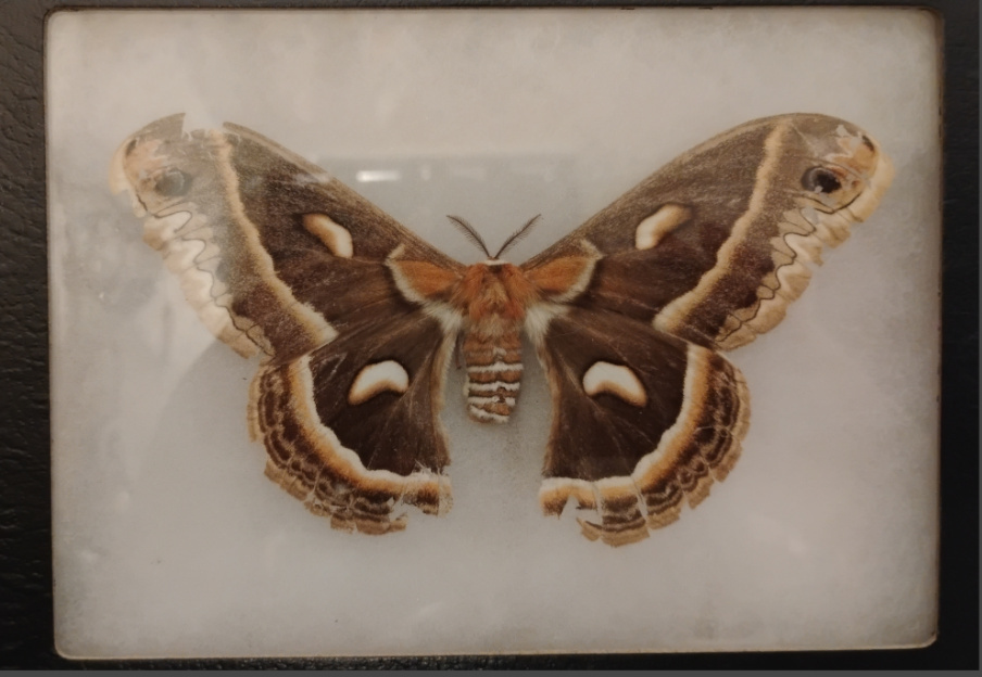 Hyalophora cecropia female