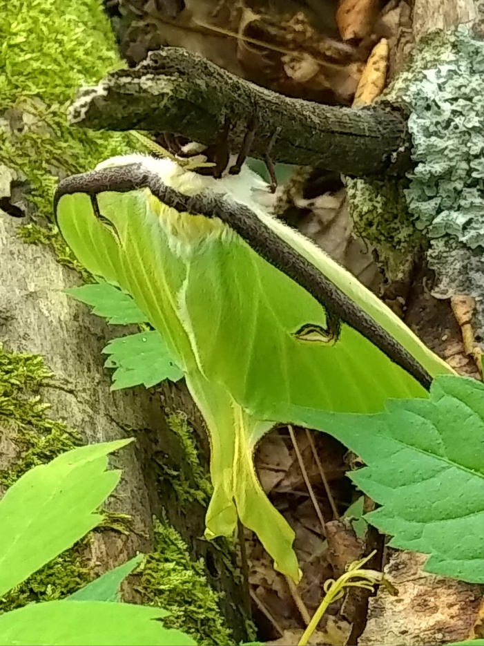 luna Moth