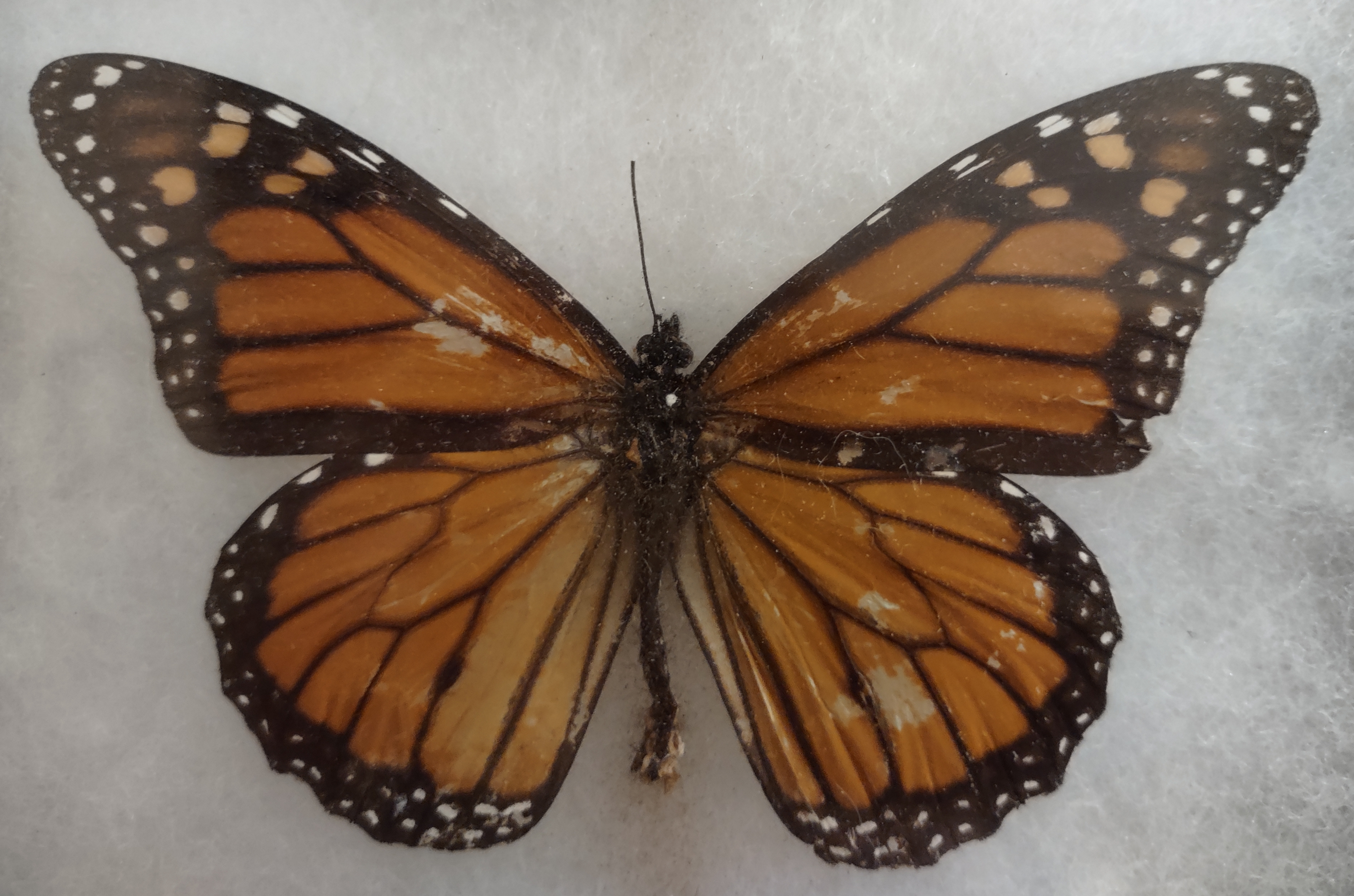 male monarch