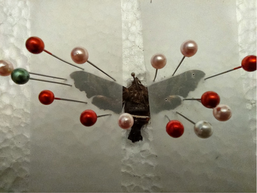 pinned moth