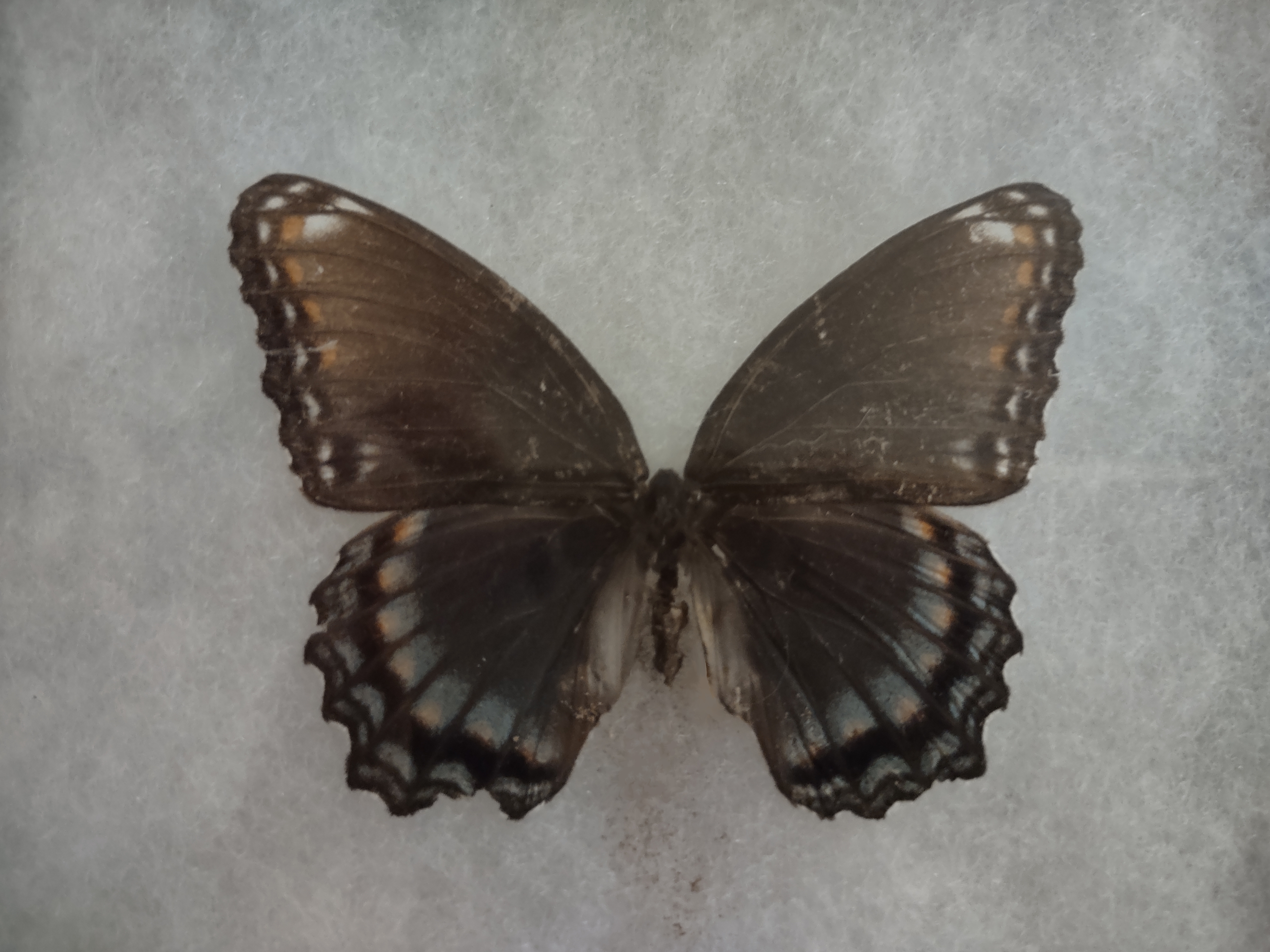 red-spotted purple