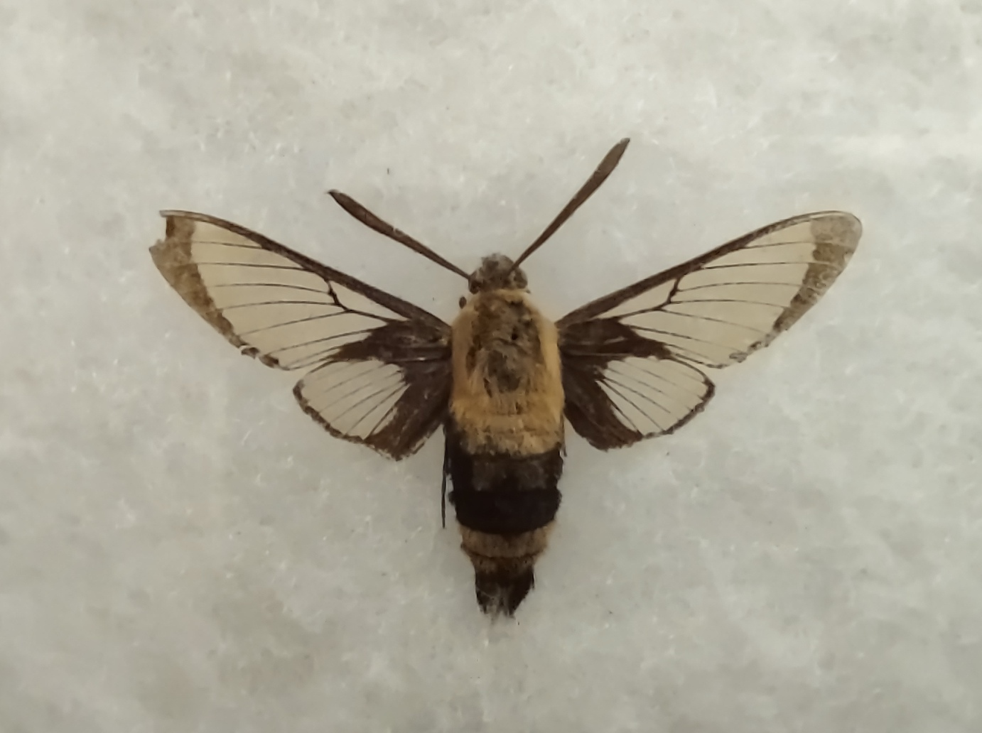 snowberry clearwing