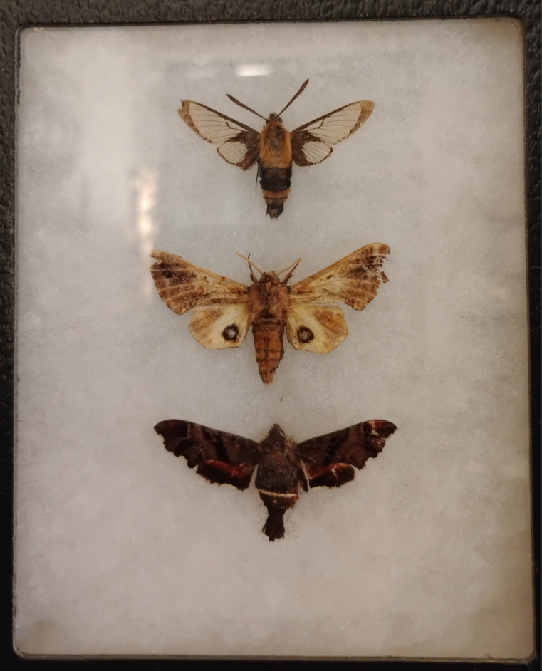 3 sphynx moths in a riker mount