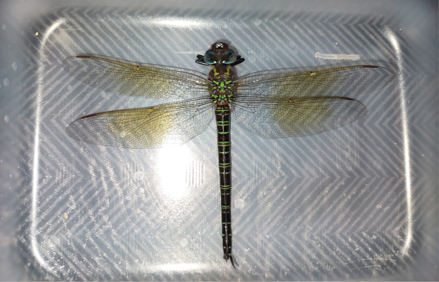 swamp darner