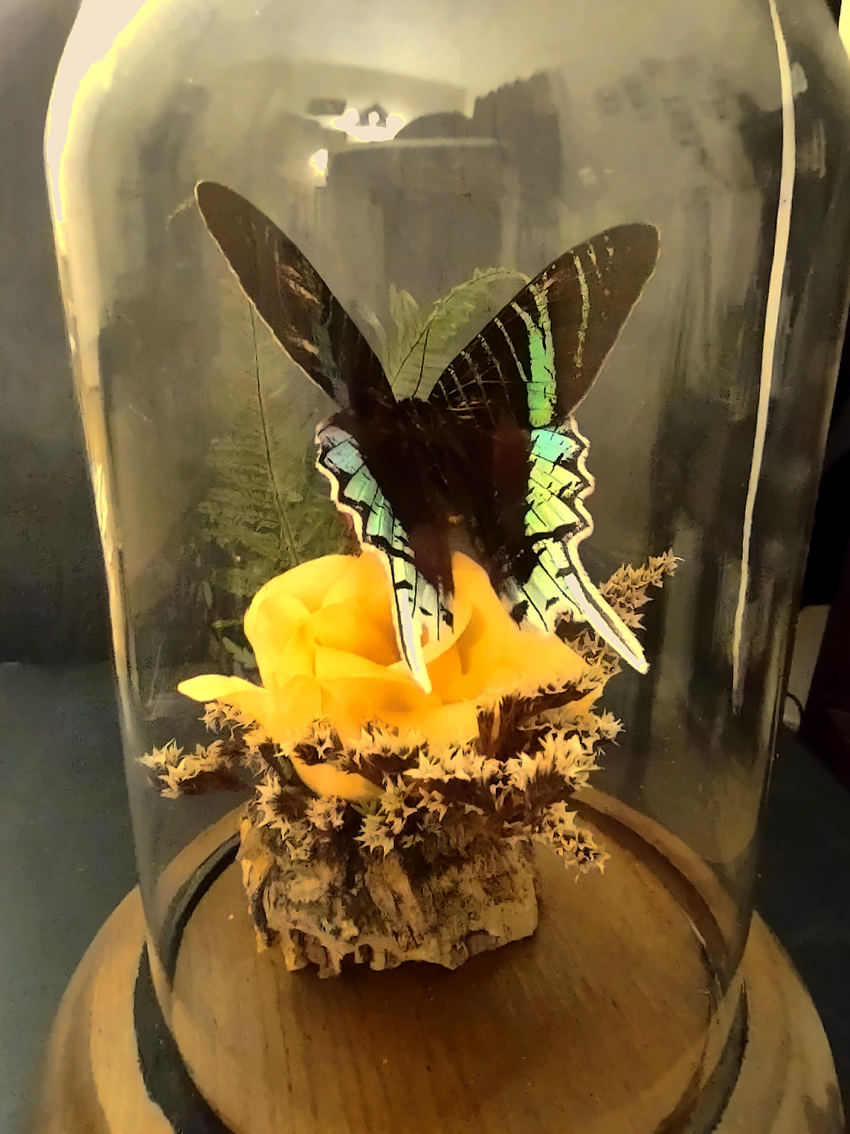 day flying moth