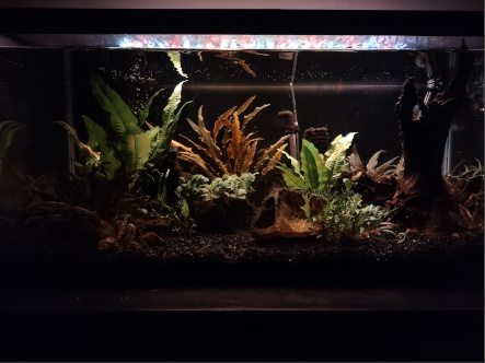 semi-blackwater tank