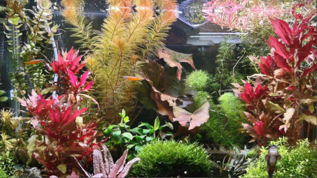colorful planted tank