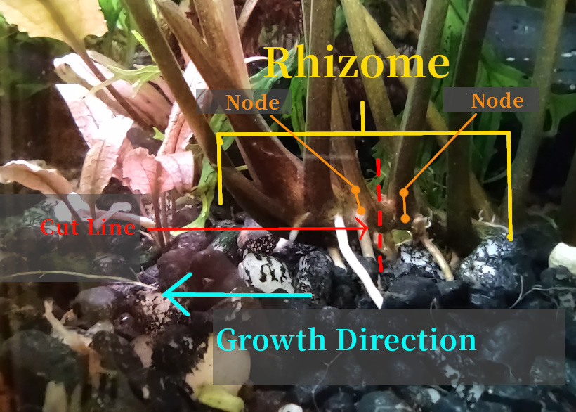 rhizomatic plant propagation