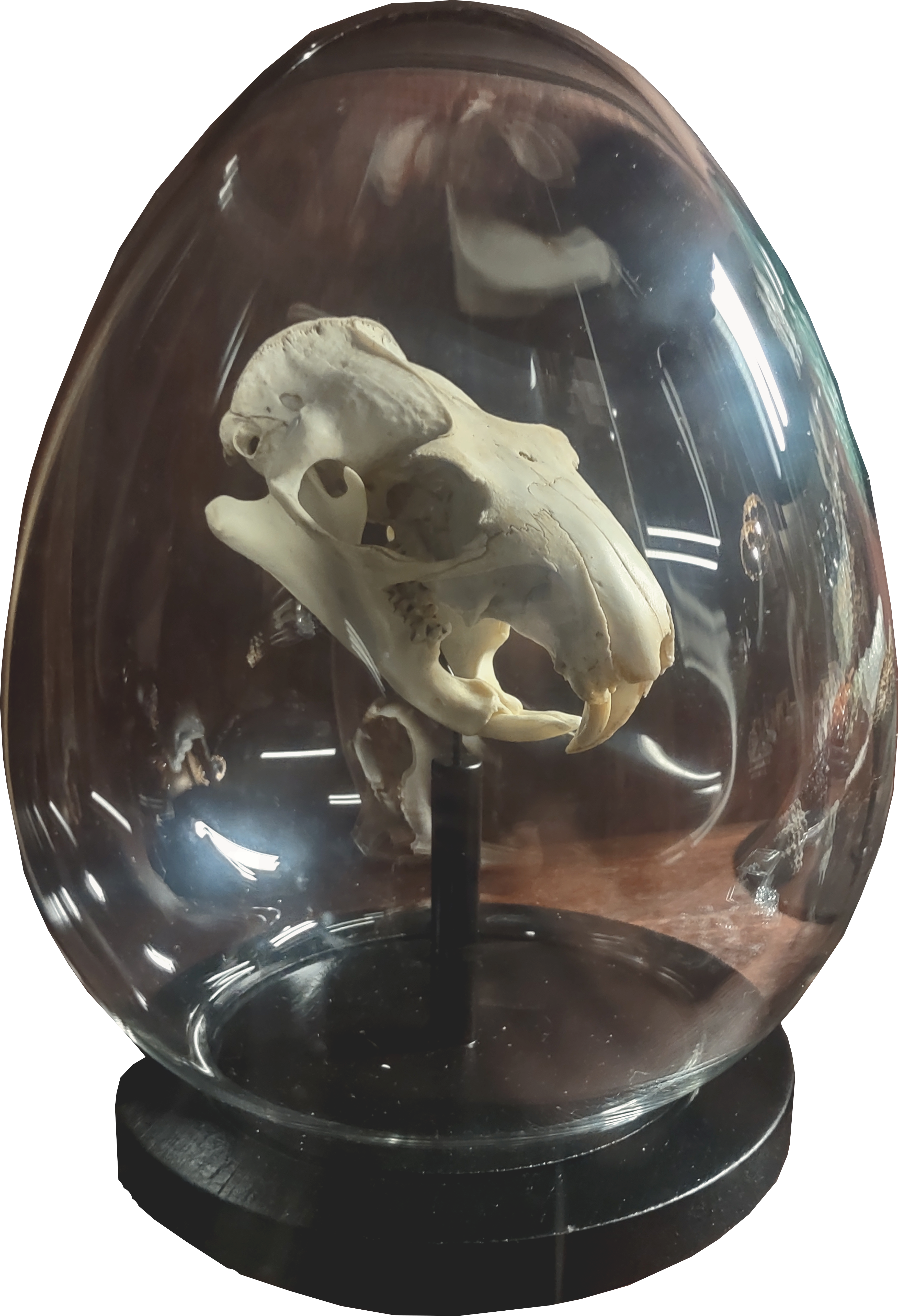 skull