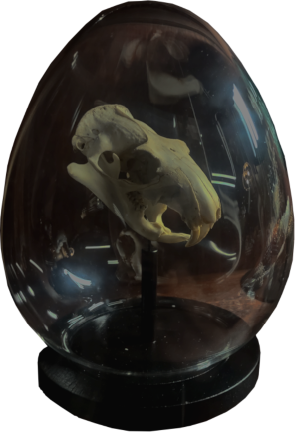 skull